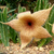Stapelia Gigantea Amarela - comprar online