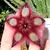 Stapelia Hirsuta var. Michel Pass - comprar online
