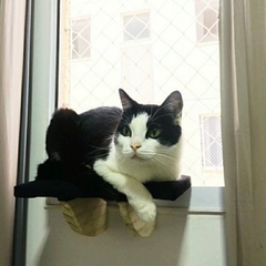 Um gato preto e branco descansando em uma prateleira de janela personalizada.