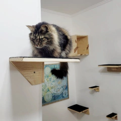 Um gato em uma prateleira de canto, com fundo de parede branca e prateleiras de madeira ao redor.