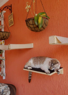 Gato descansando em um playground para gatos YOGO, com prateleiras suspensas e parede laranja ao fundo.
