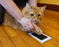 Uma mão segurando a pata de um gato laranja sobre uma almofada de impressão em um piso de madeira.