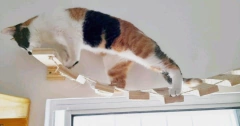 Gato caminhando em uma ponte de madeira suspensa, projetada para gatos, em um ambiente interno.