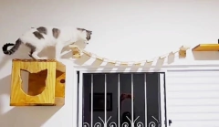 Um gato brincando em uma ponte feita de madeira, conectando uma prateleira a outra em uma parede.