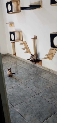 Duas gatas em um playground de madeira na parede, com estruturas para arranhar e brincar.