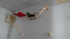 Ponte de madeira para gatos, com um gato explorando o espaço na parede.