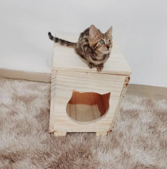 Gato pequeno em cima de uma casinha de madeira com entrada em formato de gato.
