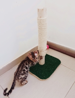 Gato brincando em arranhador rústico com base de grama sintética e corda natural.