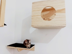 Um gato pequeno sentado em uma prateleira de madeira, ao lado de uma caixa de madeira com um buraco.