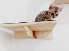 Gato pequeno em um playground para gatos, explorando uma prateleira de madeira.