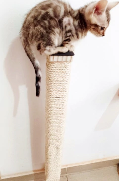 Gato cinza sentado no topo de um arranhador de sisal.