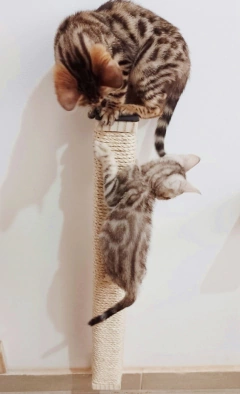 Dois gatinhos brincando em um arranhador tradicional para gatos, um deles está no topo e o outro subindo.