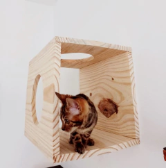 Gato explorando um playground de madeira em forma de cubo com aberturas.