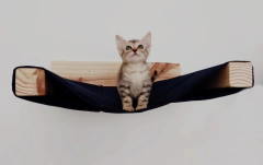 Gato pequeno em um playground para gatos, com uma estrutura de madeira e uma superfície de tecido azul.