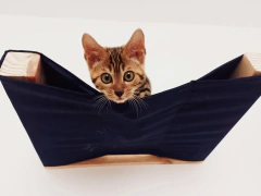 Playground para gatos Eco cama 2.0, 13 peças - loja online