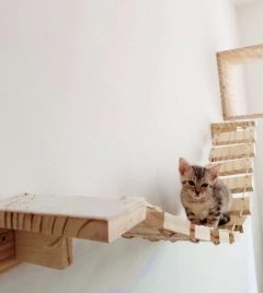 Gato pequeno sentado em uma prateleira de madeira, parte de um playground para gatos.
