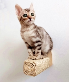 Gato cinza sentado em um playground para gatos, com um rolo de sisal em uma parede branca.
