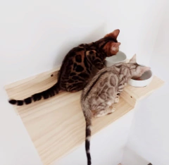 Duas gatas bengal comendo em tigelas em uma prateleira de madeira. comedouro para gatos