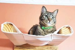 Imagem do Playground para gatos Frajola, 13 peças, gatificação Pet Art, verticalizaçao personalizada