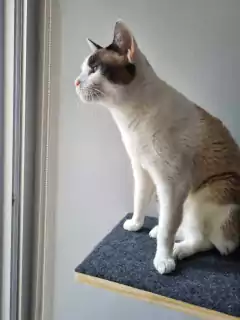 Gato sentado em uma prateleira, olhando pela janela.