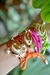 Bracelete Ilha Neón