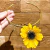 CR Floral Immerse na internet