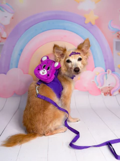 Peitoral Mochilinha Ursinho Amoroso Roxo na internet