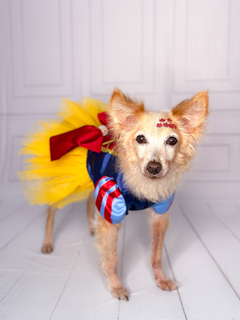 Vestido Branca de Neve - Maloqueiras Dogs Store