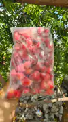 Morango Congelado 1kg