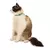 Coleira de Gato - Colar - loja online