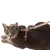 Peitoral H de Gato + Guia - loja online