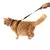 Conjunto Peitoral e Guia para Gatos - loja online
