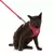 Conjunto Peitoral e Guia para Gatos