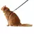 Peitoral H de Gato + Guia na internet