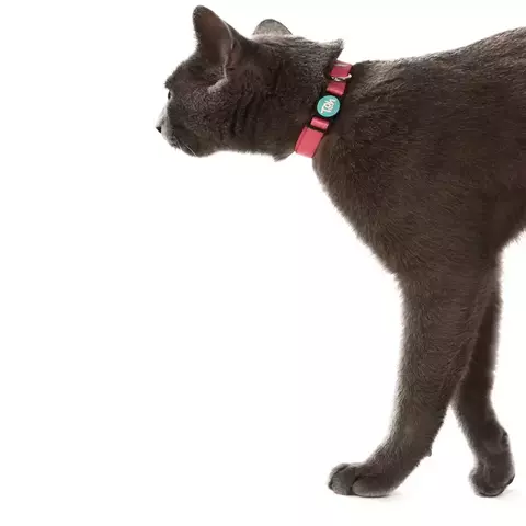 Coleira de Gato - Colar - comprar online