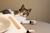 Comedouro Hórus Duplo - Gatos Gigantes - comprar online