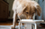 Comedouro Hórus Unitário - Para Cães - comprar online