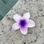 Presilha flor - Sweet Vibe Kinis
