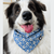 BANDANA URSINHO POLAR - Bulldoguinho | Tags de identificação e acessórios para seu pet!