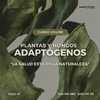 Curso plantas y hongos adaptógenos