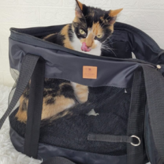 Bag Pet Preto Vivi For Pets na internet