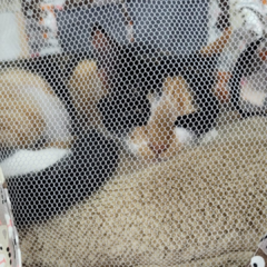 Bag Pet Estampa Gatos Vivi For Pets - Vivi For Pets