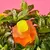 AGATHA RUIZ DE LA PRADA FLOR EDT X 100 ML en internet