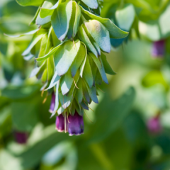 CERINTHE MAJOR VAR. PURPURASCENS (HONEYWORT)