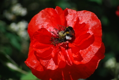 Amapolas silvestres (Papaver rhoeas) - comprar online