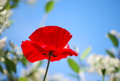 Amapolas silvestres (Papaver rhoeas)