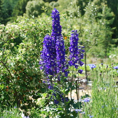 ESPUELA DE CABALLERO PERENNE (Delphinium elatum)