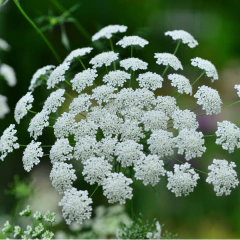 Ammi majus