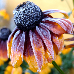 RUDBECKIA FULGIDA en internet