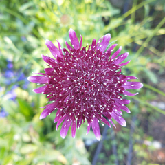 ESCABIOSA (Scabiosa atropurpurea)